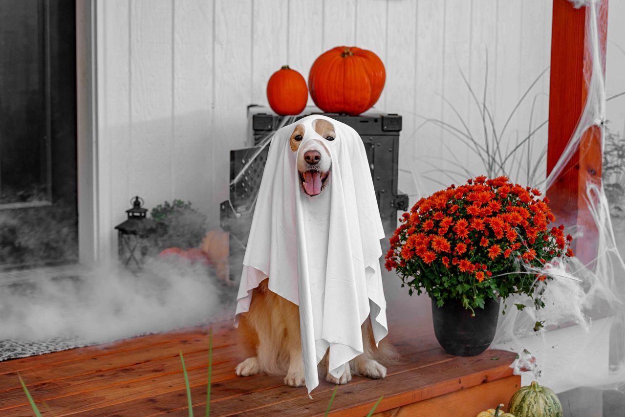 Golden retriever dog wearing a white ghost sheet costume sitting on a Halloween-decorated porch with pumpkins and fog